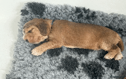 Cocker Spaniel dogs for sale: Cocker Spaniel Pups, KC, Health Tested, Champ Line - Image 16