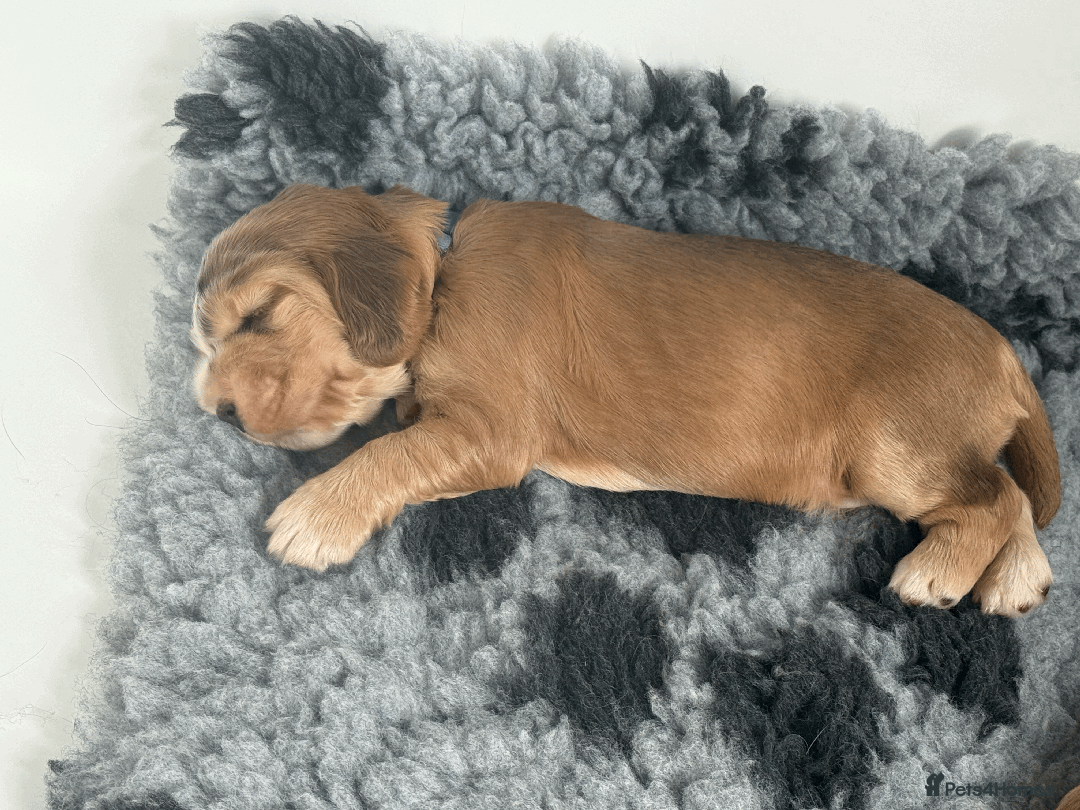 Cocker Spaniel dogs for sale: Cocker Spaniel Pups, KC, Health Tested, Champ Line - Image 16