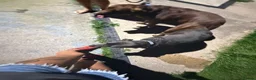 Labrador Retriever dogs for sale: 🐶 KC LABRADOR PUPPIES DUE SOON 🐶 - Advert 4
