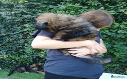 German Shepherd dogs for sale: German shepherd  - Image 31