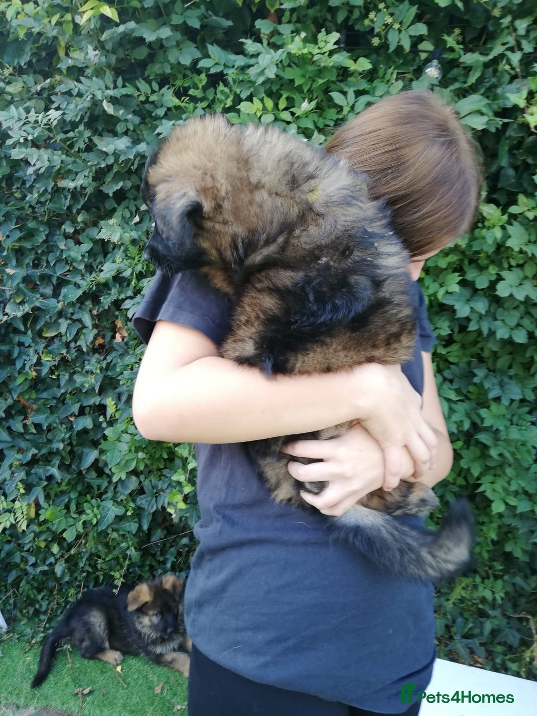 German Shepherd dogs for sale: German shepherd  - Image 31