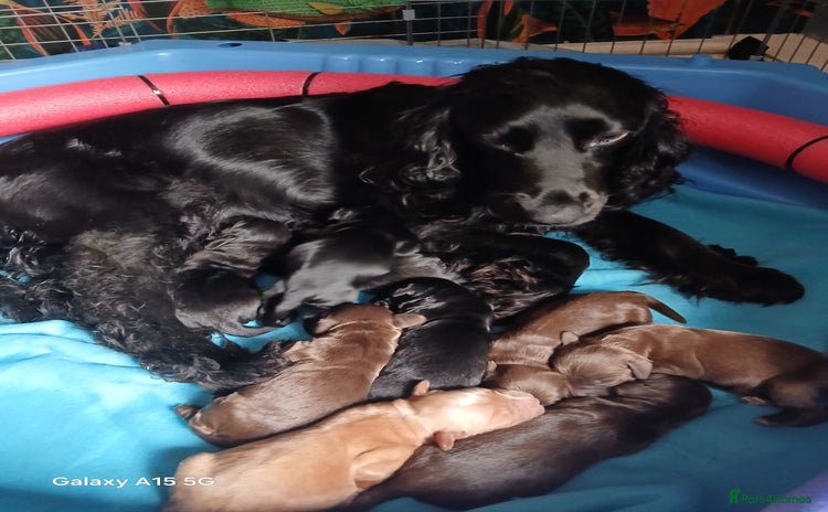 Cocker Spaniel dogs - Advert 10