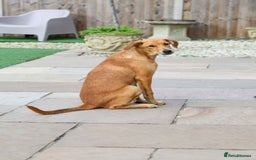 Mixed Breed dogs for adoption: Soft sweet Sophia - Image 8