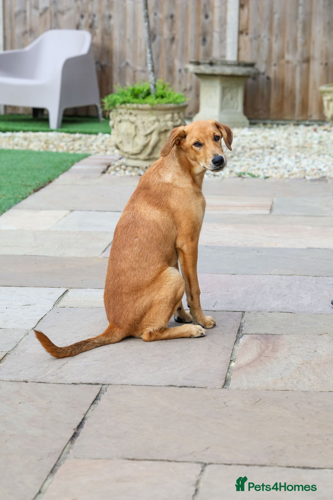 Mixed Breed dogs for adoption: Soft sweet Sophia - Image 8