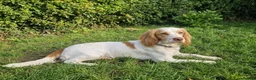 Cocker Spaniel dogs for sale: Cute male cocker Spaniel  - Advert 2