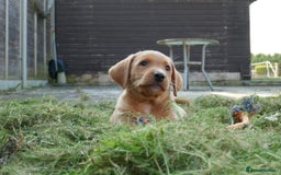 Labrador Retriever dogs for sale: STUNNING GOLDEN/FOX RED KC REG LABRADOR RTL - Image 2