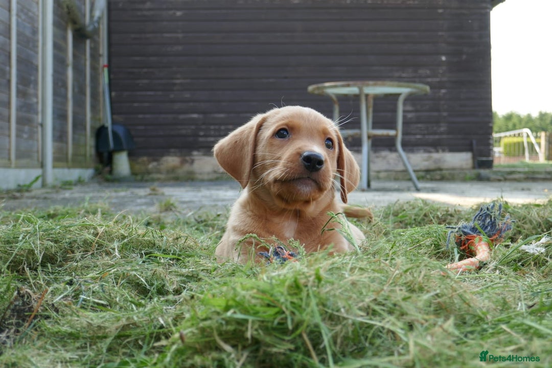 Labrador Retriever dogs for sale: STUNNING GOLDEN/FOX RED KC REG LABRADOR RTL - Image 2