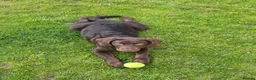 Labradoodle dogs for sale: 4 month old labradoodle - Advert 4