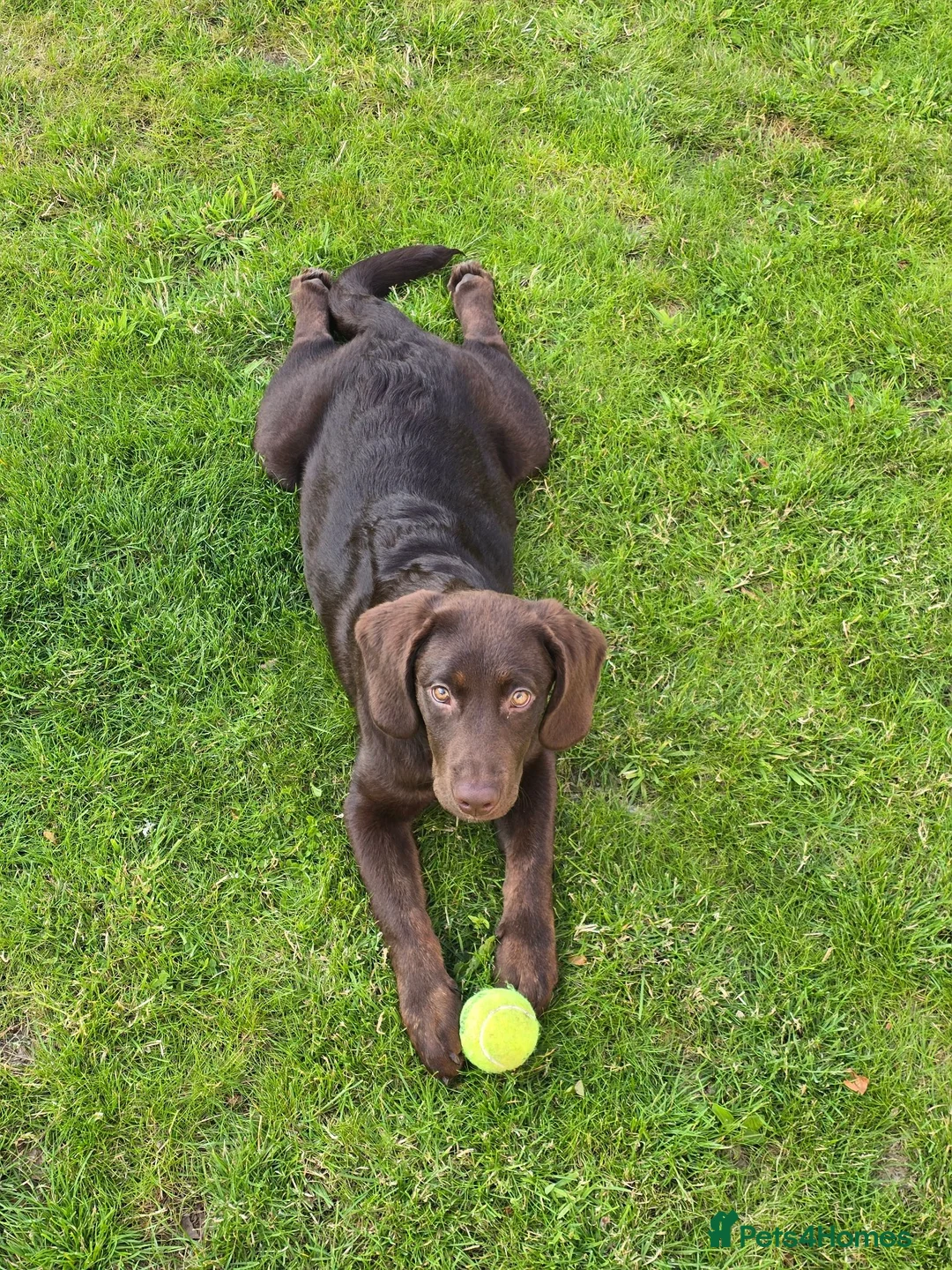 Labradoodle dogs for sale: 4 month old labradoodle - Advert 4