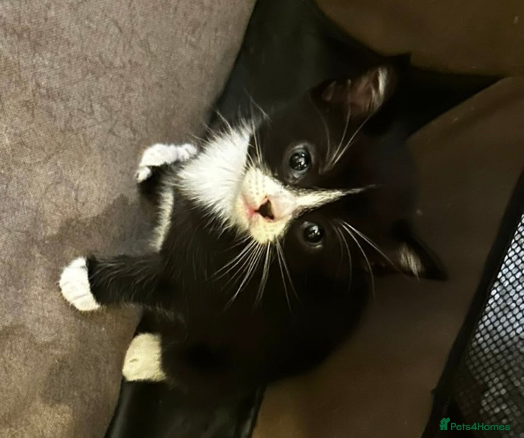 Domestic Shorthair cats for sale: 3 adorable kittens ready for their forever home  - Image 4