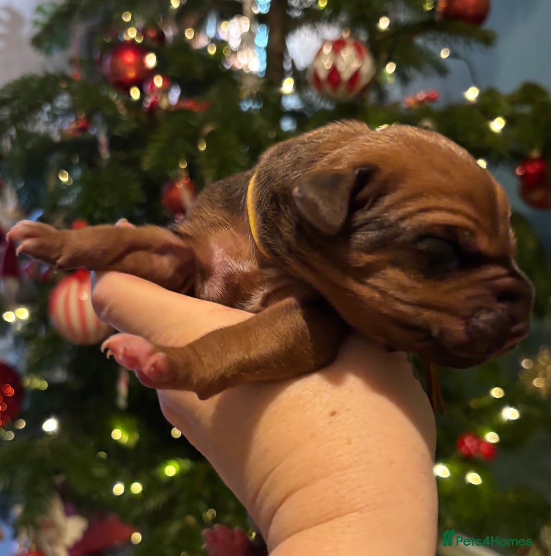 Rhodesian Ridgeback dogs for sale: Nyasharose ridgebacks  - Advert 14