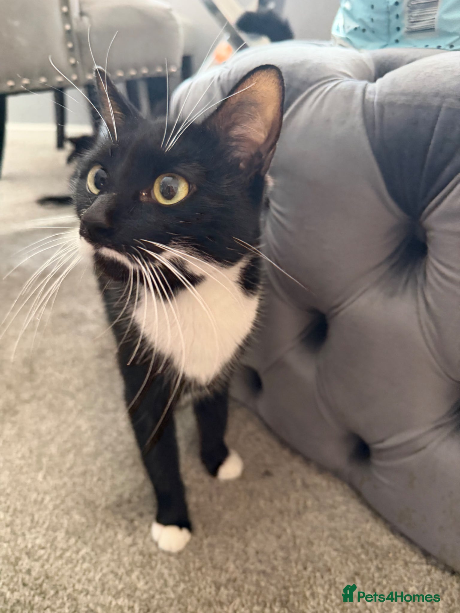 British Shorthair cats 4 short hair kittens. - Advert 4