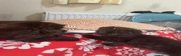 Mixed Breed cats for sale: Mixed kittens - Advert 17