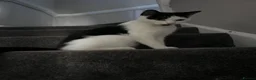 Mixed Breed cats for sale: 3 kittens beautiful little characters  - Advert 1