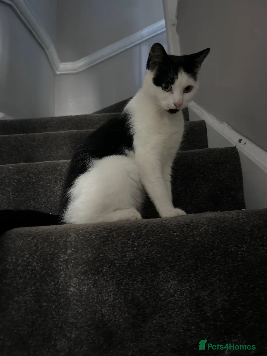 Mixed Breed cats for sale: 3 kittens beautiful little characters  - Advert 1