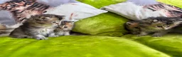 British Longhair cats for sale: British Longhair Kittens in London - Advert 6