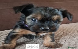 Yorkshire Terrier dogs for sale: Miss Asya puppies - Image 6