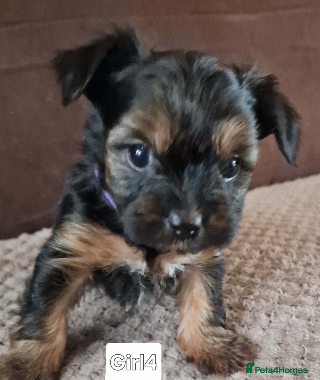 Yorkshire Terrier dogs for sale: Miss Asya puppies - Image 6