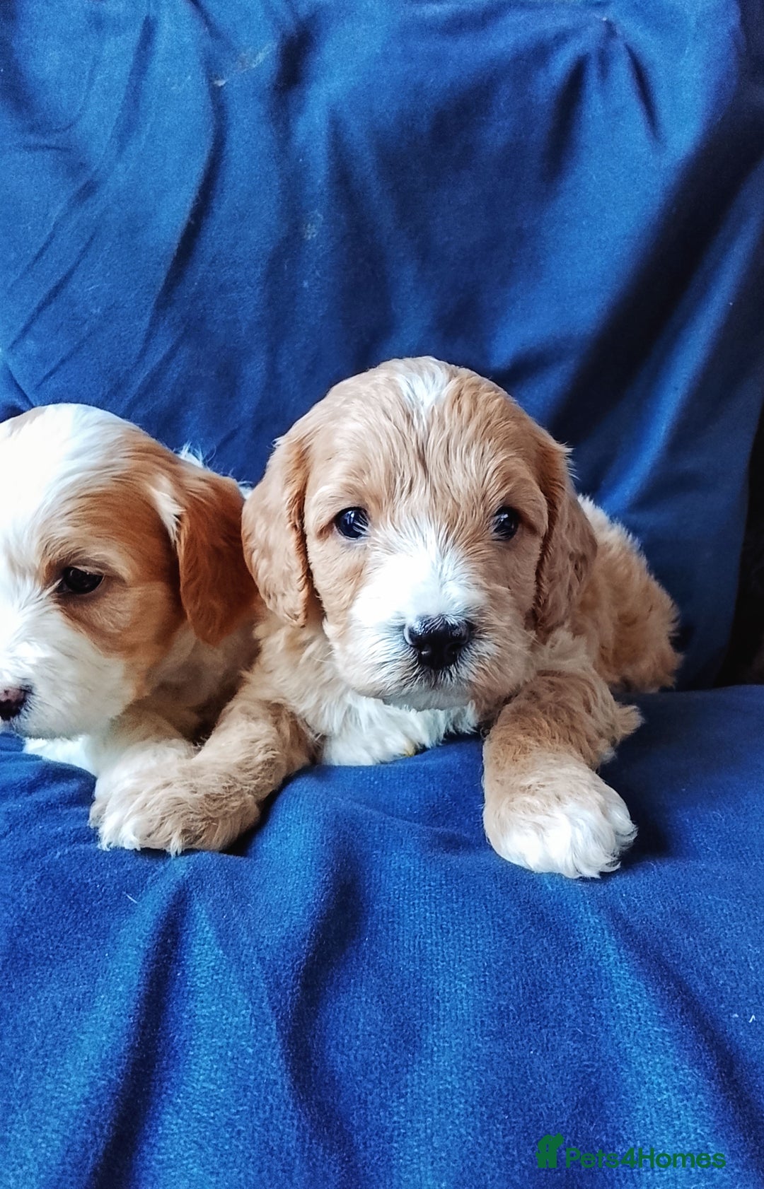 Cavapoo dogs for sale: F1b Cavapoo Puppies  - Advert 14