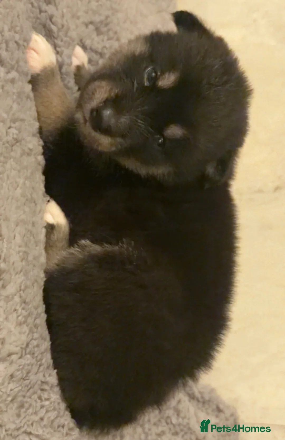 Shepsky dogs for sale: Northern innuit puppies - Advert 32