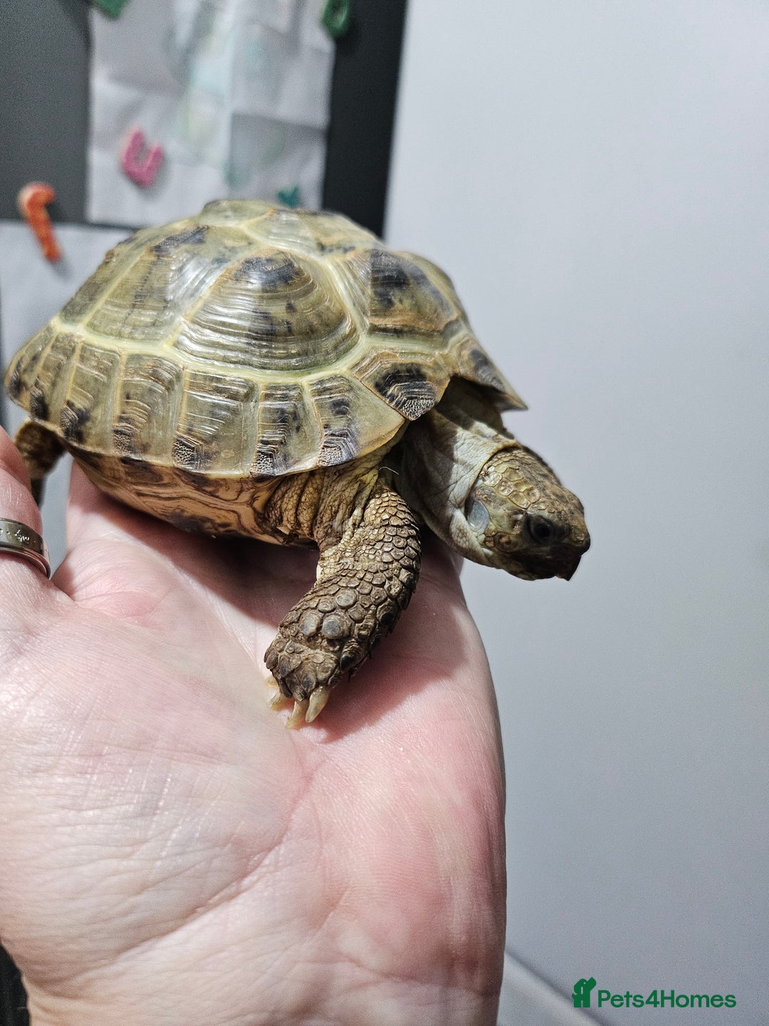 Tortoise reptiles for sale: 2 female horsfield tortoises  - Image 5