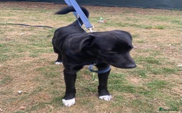 Mixed Breed dogs for adoption: Meet DIESEL - a Lovely Boy for a Loving Home - Image 12