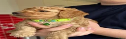 Cockapoo dogs for sale: Cockapoo puppies for sale in Craigavon - Advert 6
