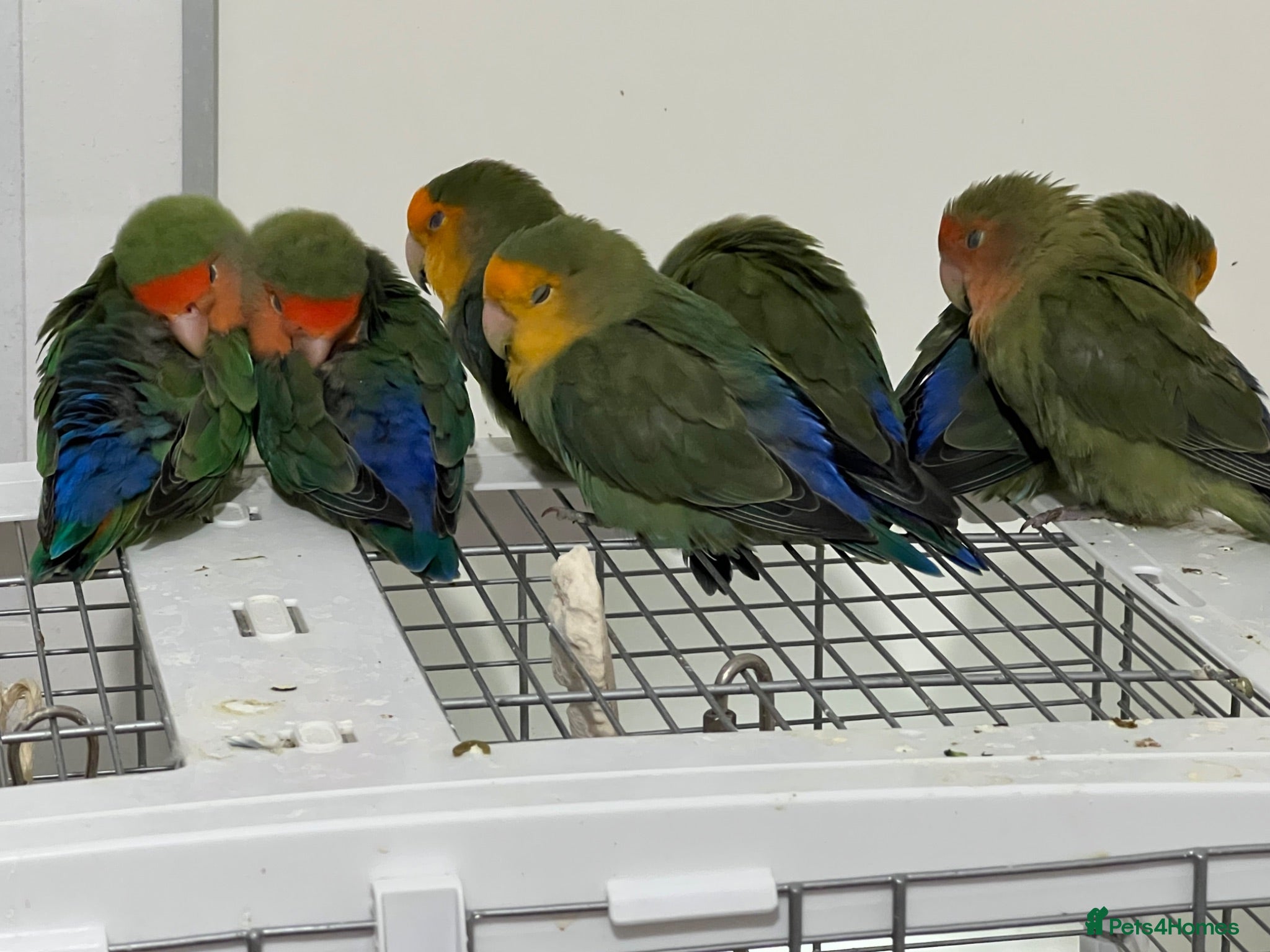 Lovebirds birds Bonded pairs of lovebirds for sale  - Advert 1