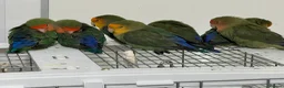 Lovebirds birds for sale: Bonded pairs of lovebirds for sale  in Northwich - Advert 1