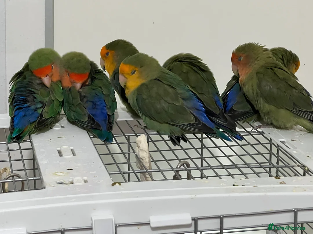 Lovebirds birds for sale: Bonded pairs of lovebirds for sale  in Northwich - Advert 1