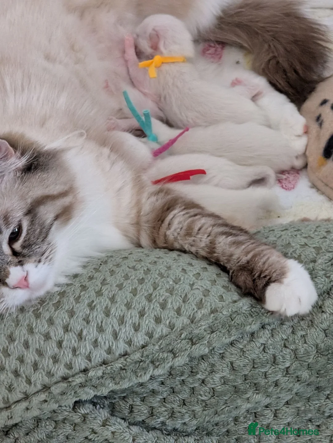 Ragdoll cats for sale: TICA registered Ragdoll kittens  in Bracknell - Advert 2