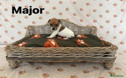 Jack Russell dogs for sale:  JACK RUSSELL PUPPIES READY NOW  - Image 5
