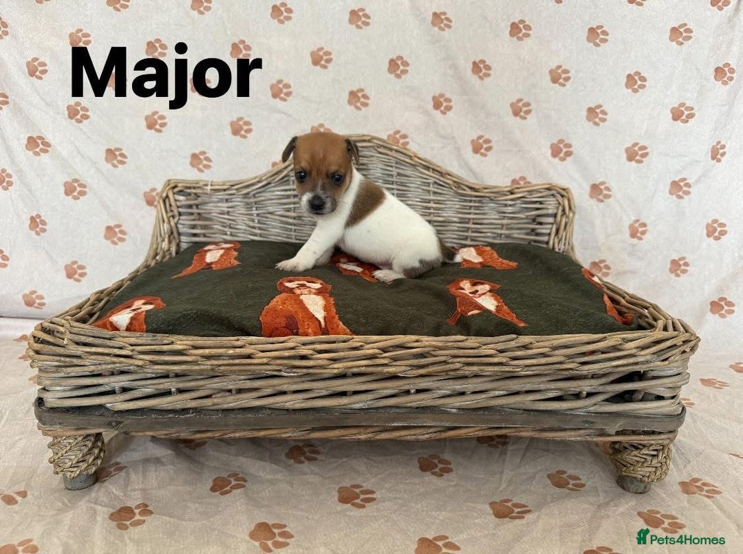 Jack Russell dogs for sale:  JACK RUSSELL PUPPIES READY NOW  - Image 5