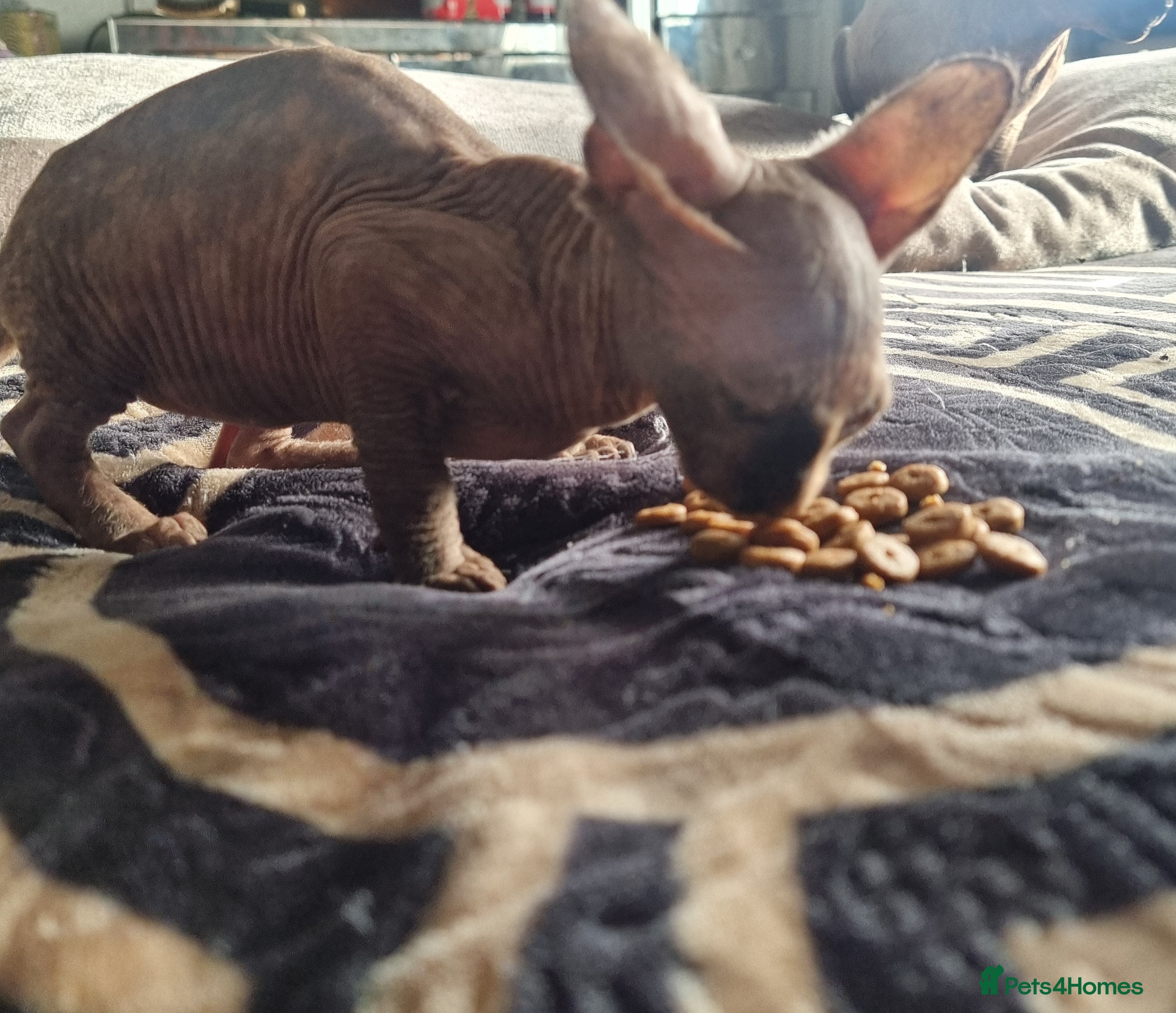 Sphynx cats Sphynx kittens - Advert 1