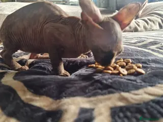 Sphynx cats Sphynx kittens - Advert 1