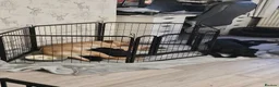 Labrador Retriever dogs for sale: 4 male black lab pups - Advert 4