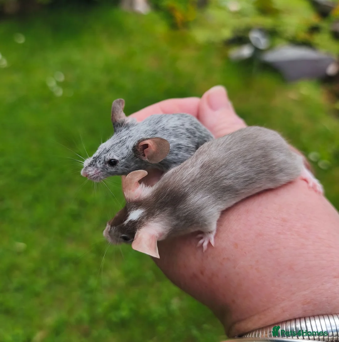 Mouse rodents for sale: Beautiful female mice available lots of colours - Advert 2