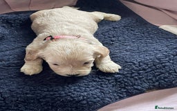 Cockapoo dogs for sale: Toy Cockapoo F1 - Image 13