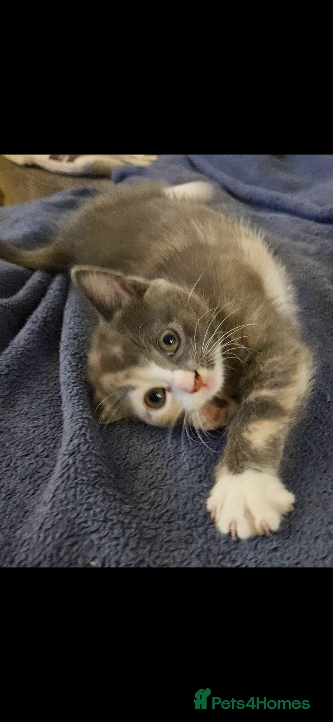 Mixed Breed cats for sale: Beautiful mixed breed kittens  - Advert 3