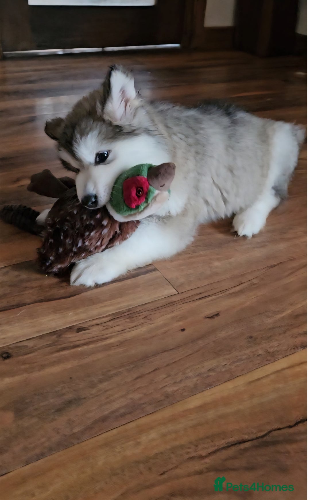 Alaskan Malamute dogs for sale:  Full Alaskan Malamute puppy  - Advert 28