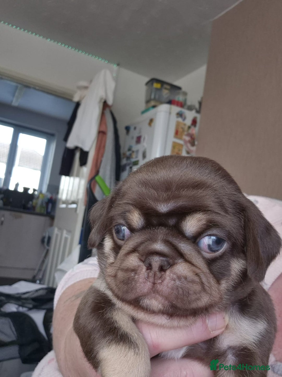 Pug dogs for sale: KC reg Pug puppies  - Advert 8