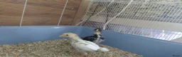 Chickens poultry for sale: ko shamo chicks for sale please see below in ELY - Advert 5