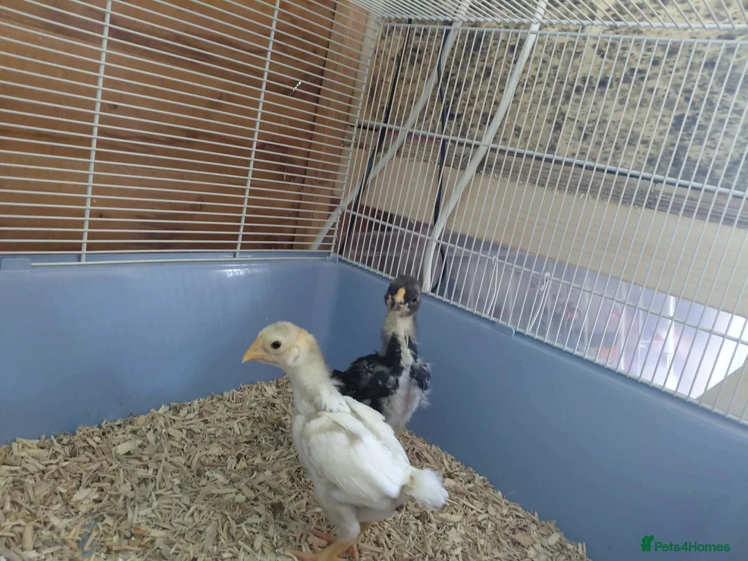 Chickens poultry for sale: ko shamo chicks for sale please see below in ELY - Advert 5