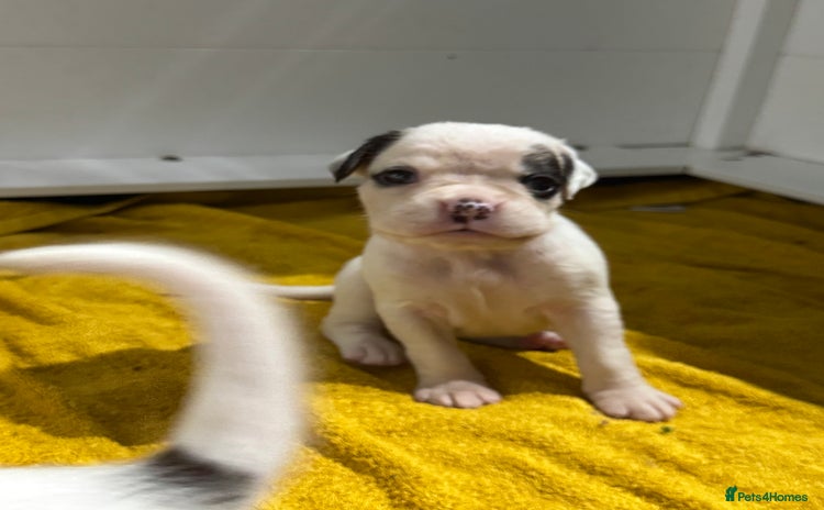 Boxer dogs - Advert 4