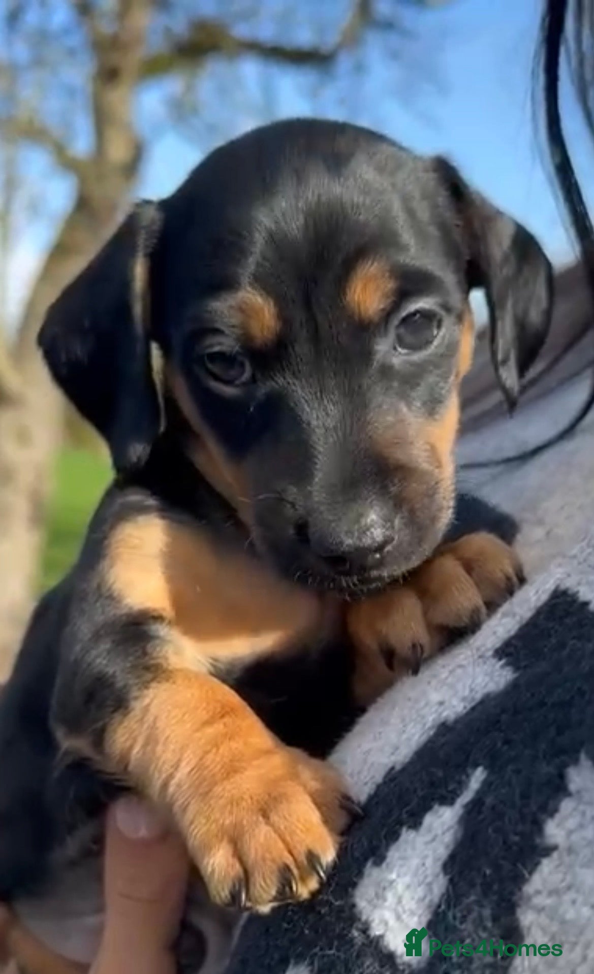 Jackshund dogs Stunning Homebred Miniature Jackshunds - Advert 10