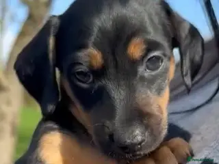 Jackshund dogs Stunning Homebred Miniature Jackshunds - Advert 10