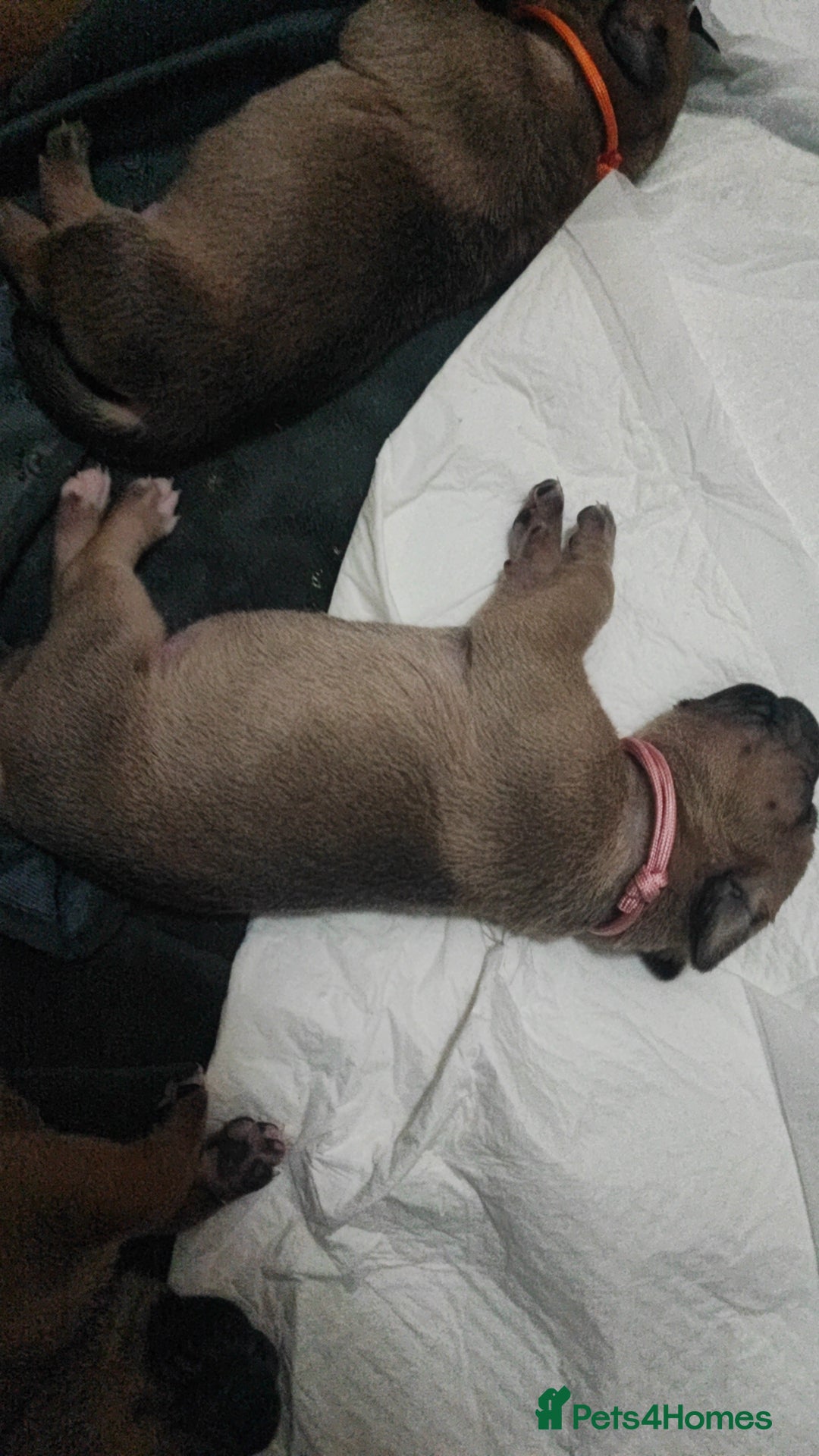 Mixed Breed dogs for sale: Dogue de bordeaux/ presa canario - Advert 7