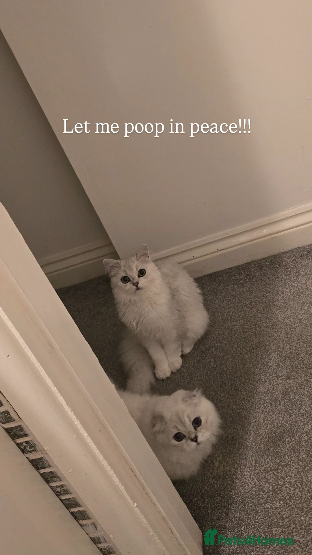 Scottish Fold cats for sale: Scottish Fold Pair - Advert 6