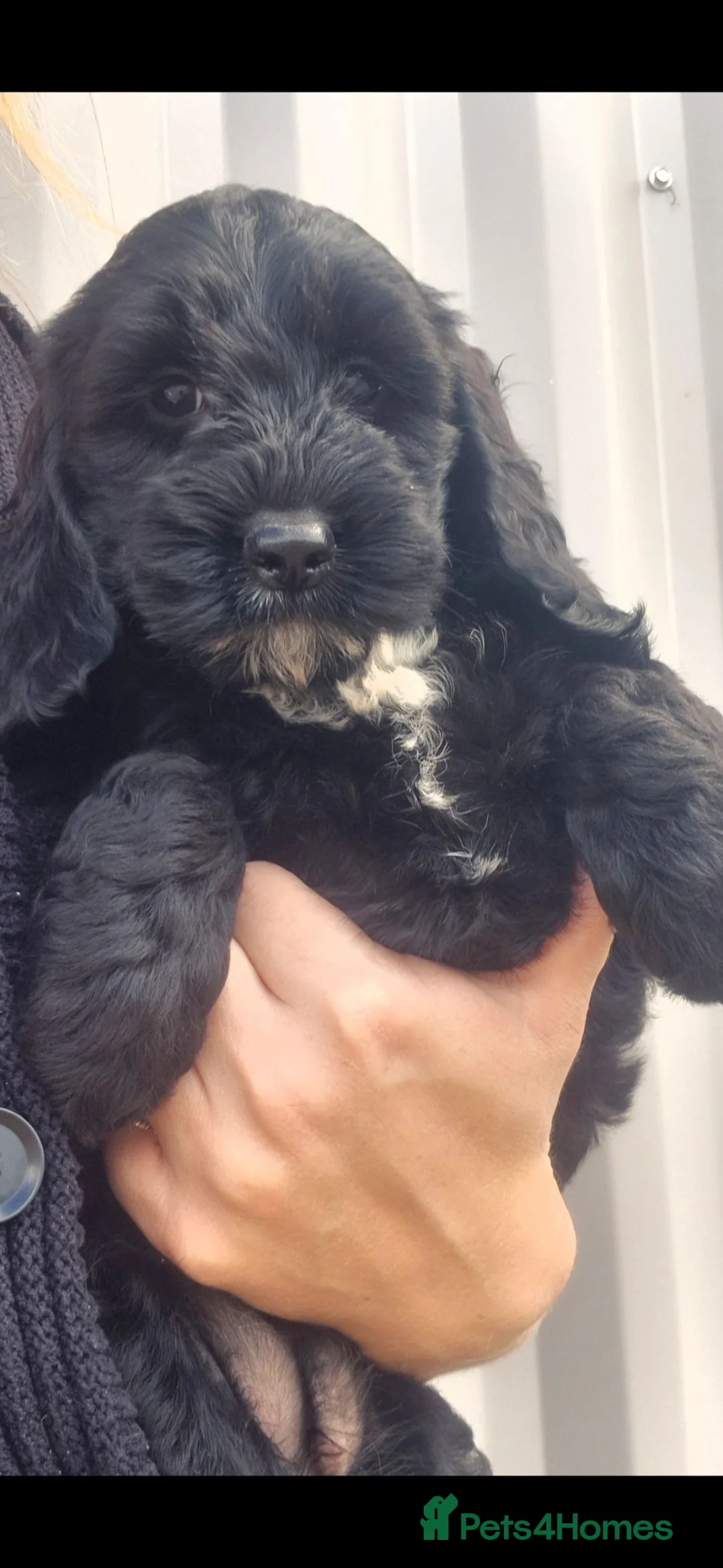 Cockapoo dogs for sale: F1 SHOW extensively health tested cockerpoo  - Advert 1