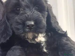 Cockapoo dogs F1 SHOW extensively health tested cockerpoo - Advert 2